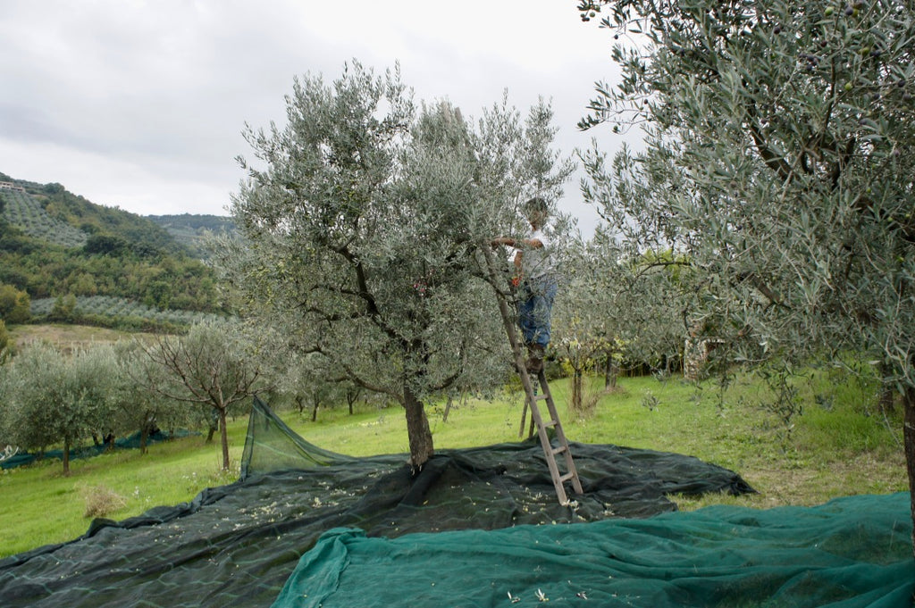 2021 Extra Virgin Olive Oil from Casa Gola is ready to order!
