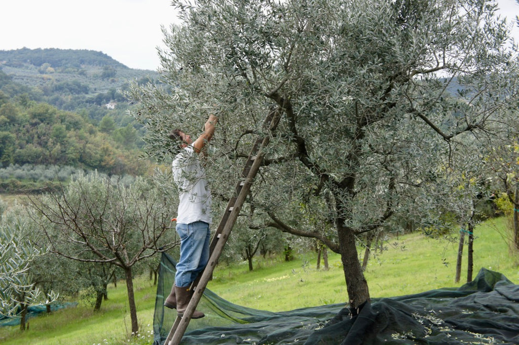 Meet the Producers: Luciana from Casa Gola Olive Oil
